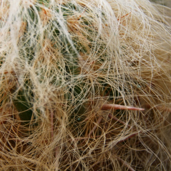 Old Man of the Andes