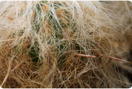 Alter Mann der Anden