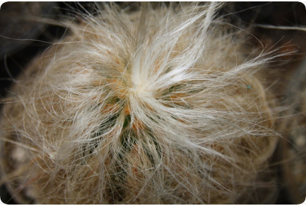 Alter Mann der Anden