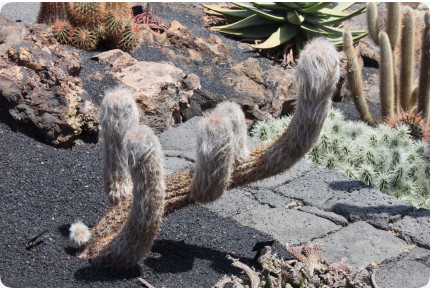 Alter Mann der Anden