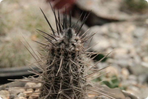 Sea urchin cactus