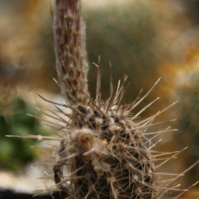 Sea urchin cactus