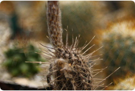 Seeigelkaktus