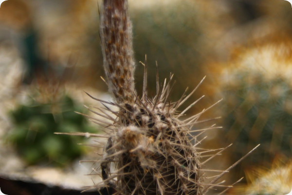 Sea urchin cactus