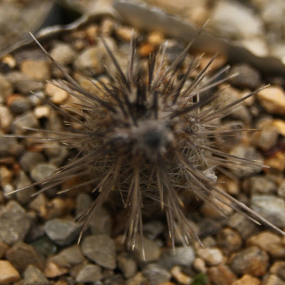 Sea urchin cactus