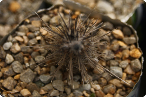 Sea urchin cactus