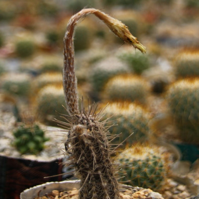 Sea urchin cactus