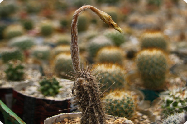 Sea urchin cactus