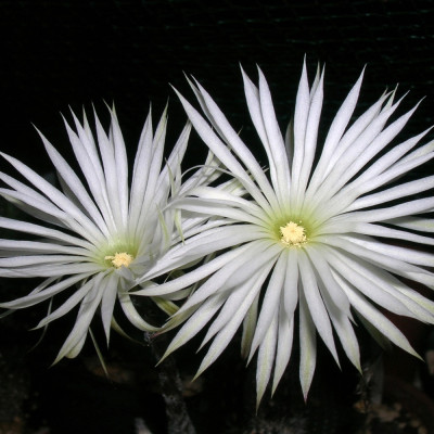 Sea urchin cactus
