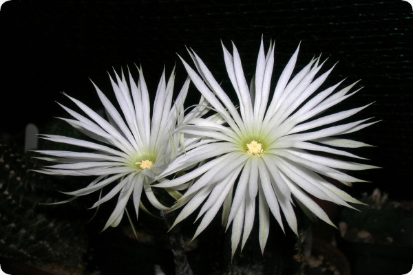 Sea urchin cactus