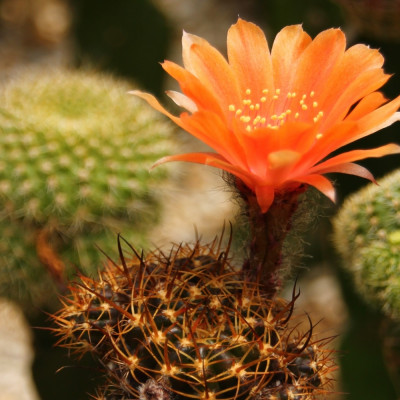 Argentine dwarf cactus