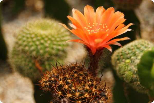 Argentine dwarf cactus