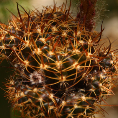 Argentine dwarf cactus