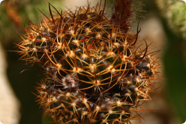 Argentine dwarf cactus