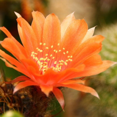 Argentine dwarf cactus