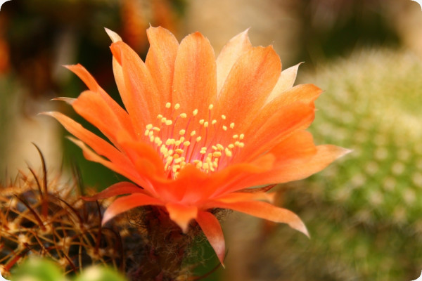 Argentine dwarf cactus