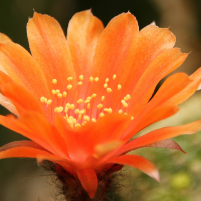Argentine dwarf cactus