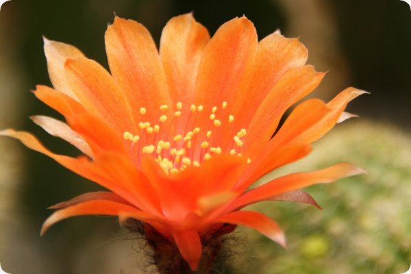 Argentine dwarf cactus