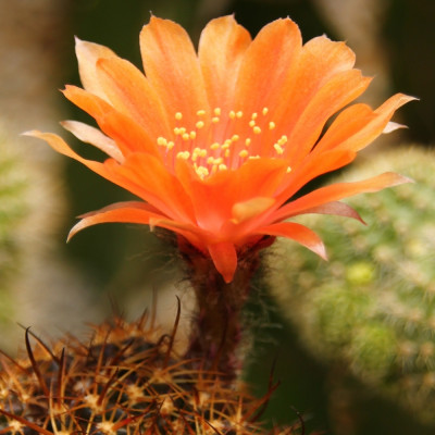 Argentine dwarf cactus