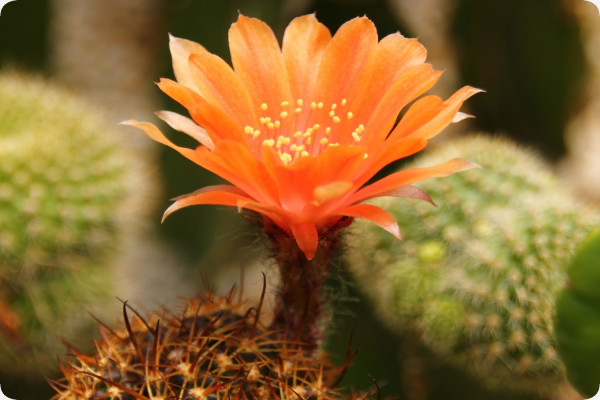 Argentine dwarf cactus