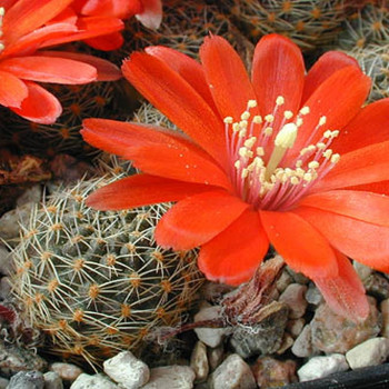 Argentine dwarf cactus