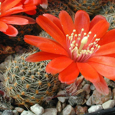 Argentine dwarf cactus