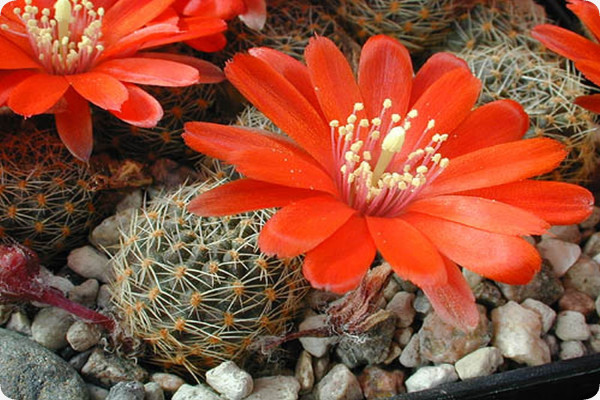 Argentine dwarf cactus