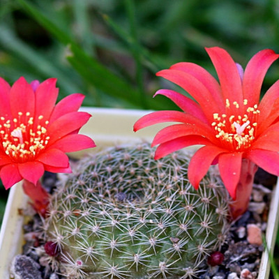 Argentine dwarf cactus