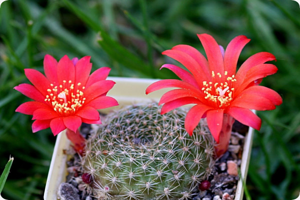 Argentine dwarf cactus
