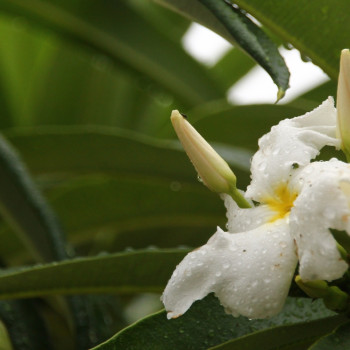 Madagascar - Palme