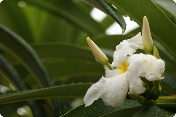 Madagascar - Palme