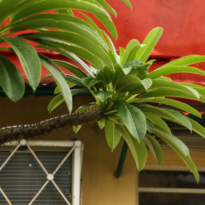 Madagascar - Palme