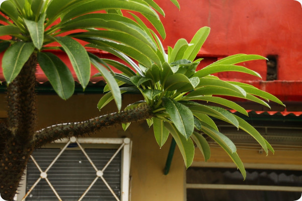 Madagascar - Palme