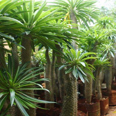 Madagascar - Palme