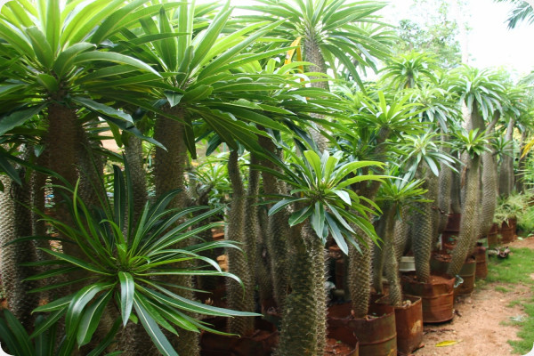 Madagascar - Palme