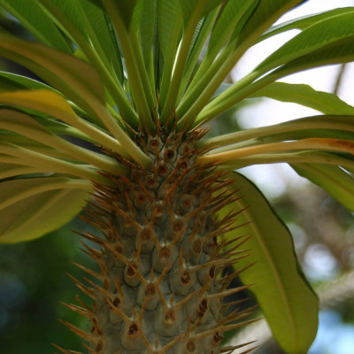 Madagascar - Palme