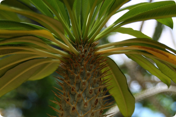 Madagascar - Palme