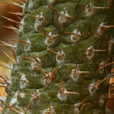 Madagascar - Palme