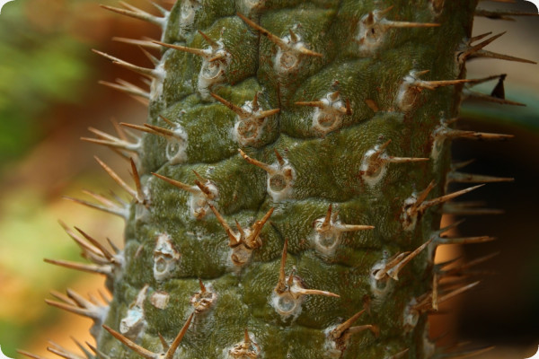 Madagascar - Palme