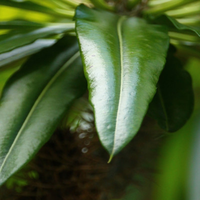 Madagascar - Palme