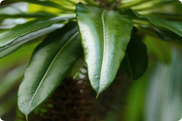 Madagascar - Palme
