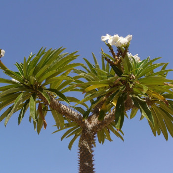 Madagascar - Palme