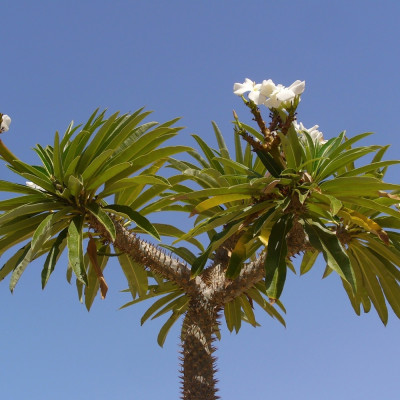 Madagascar - Palme