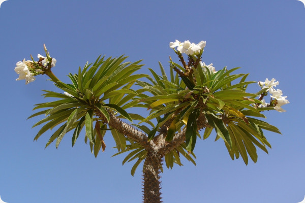 Madagascar - Palme