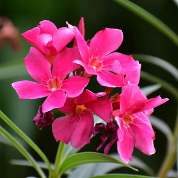 Wüstenrose