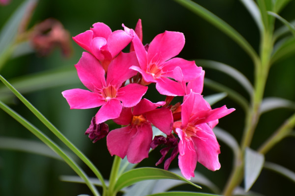 Wüstenrose