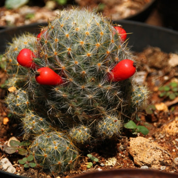 Mammillaria mixture