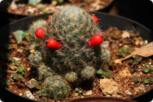 Mammillaria mixture