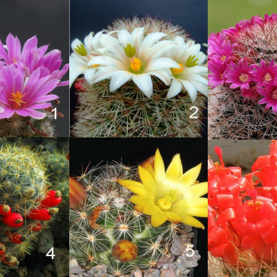 Mammillaria mixture