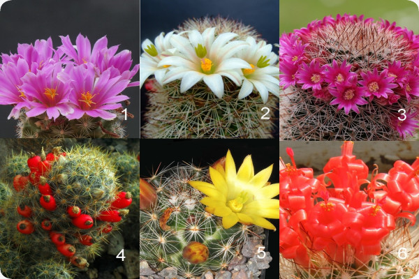 Mammillaria mixture